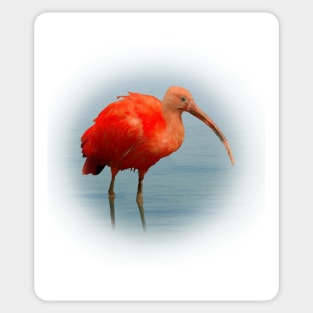 Scarlet ibis Sticker